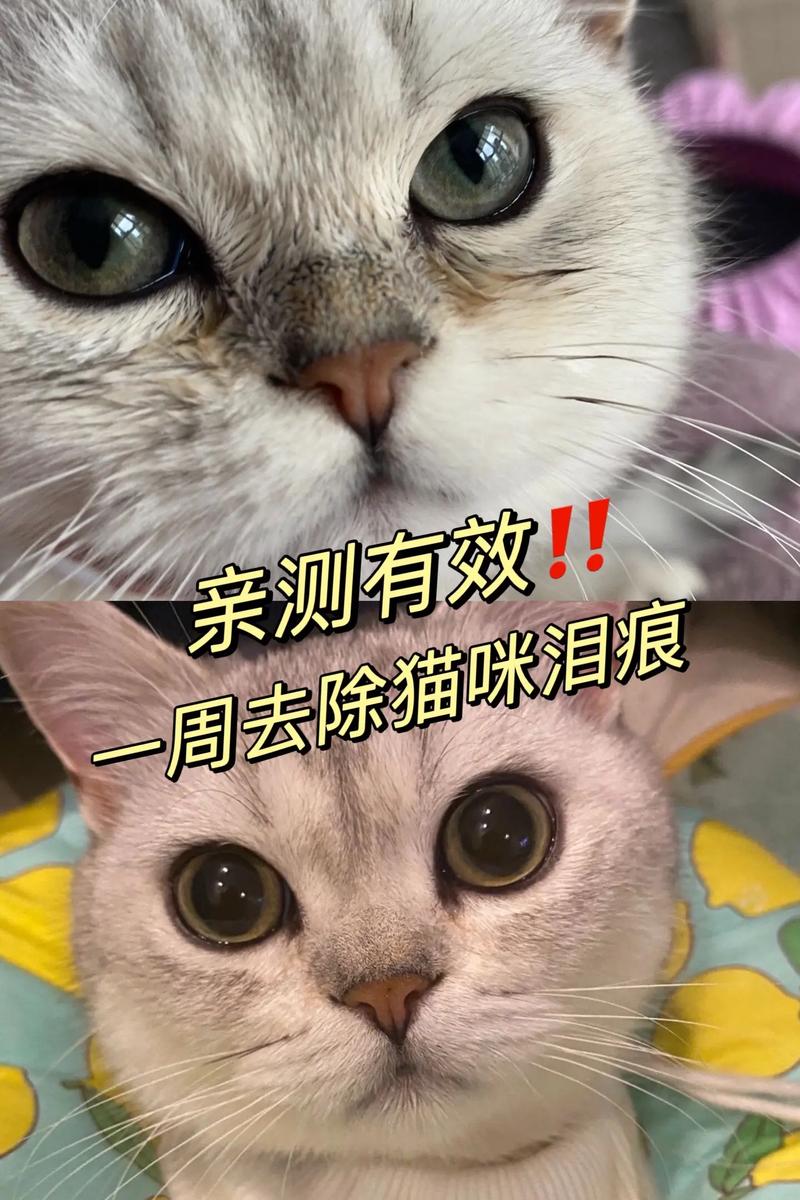 貓咪淚痕背后的秘密