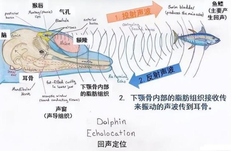 如何科學(xué)配種