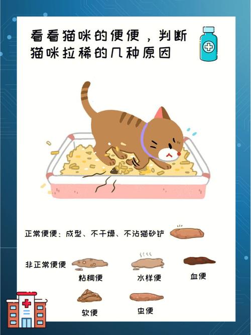 貓咪拉稀流，了解原因與應(yīng)對(duì)策略