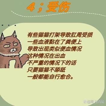 貓咪頻繁便血的潛在問題與應(yīng)對策略