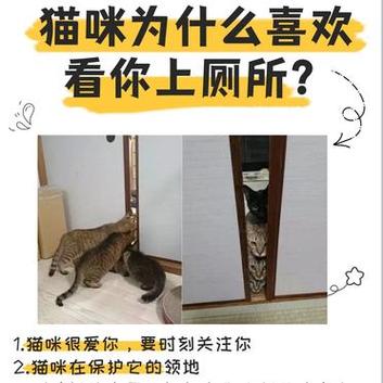 貓咪為什么總是想要去廁所？