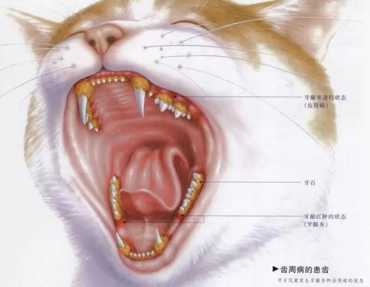 探索貓咪牙齒的秘密，如何保持寵物的口腔健康