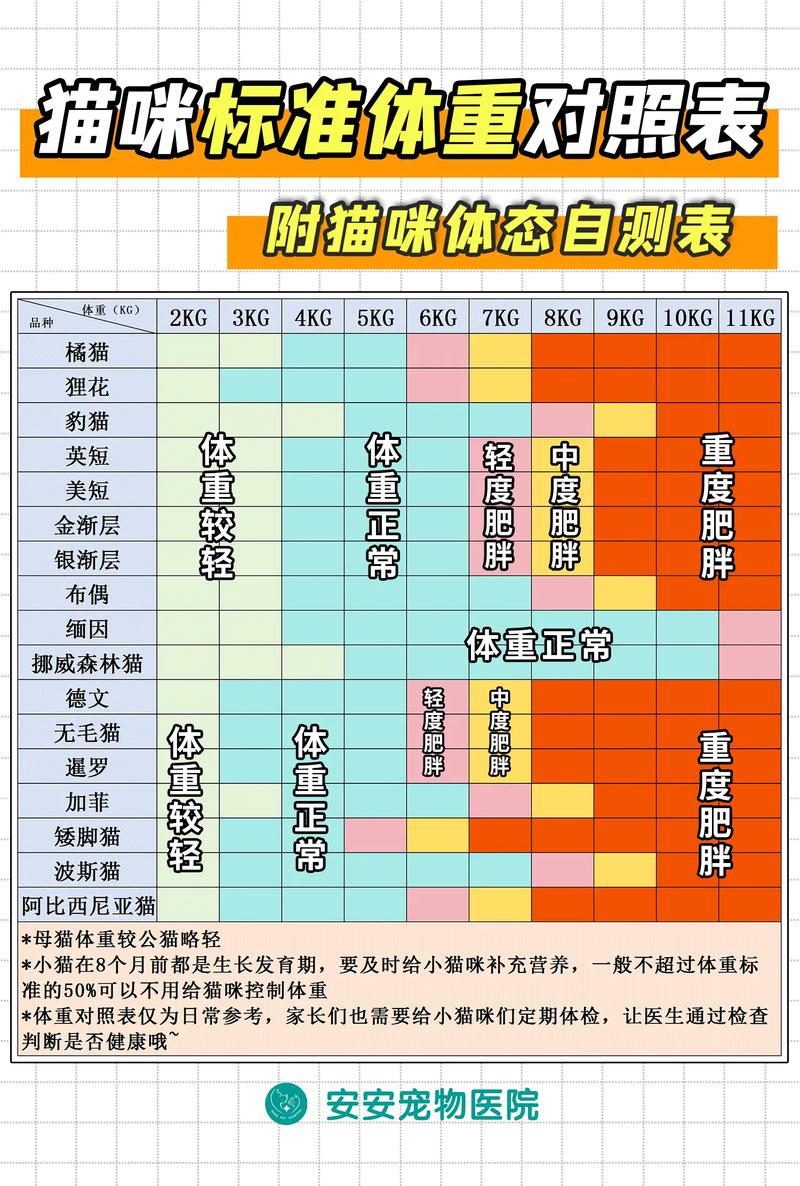 揭秘貓咪體重的秘密，了解貓咪最重能有多重