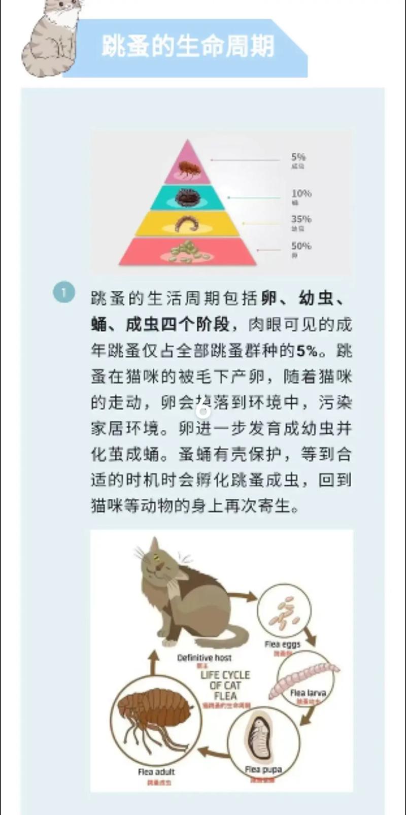 貓咪跳蚤問題的全面解析與有效防治