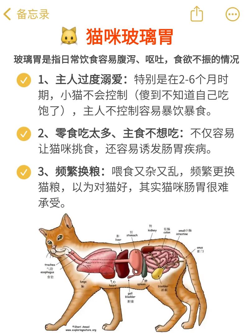 揭秘貓咪腸道健康——一場有趣的腸道賭