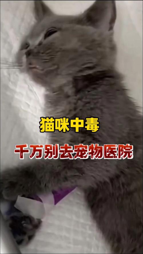 貓咪中毒而死