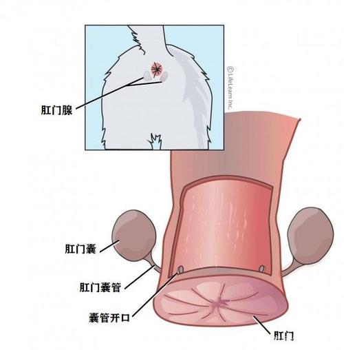 揭秘貓咪屁股的秘密——解構(gòu)貓咪的肛門構(gòu)造