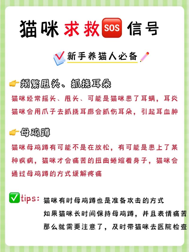 貓咪的不適信號，如何識別并提供幫助