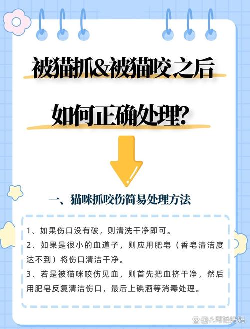 貓咪咬傷流血后的緊急處理與預(yù)防