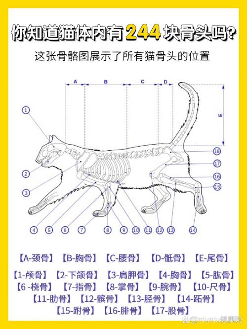 探究貓咪骨骼的奧秘——解讀貓咪骨頭圖