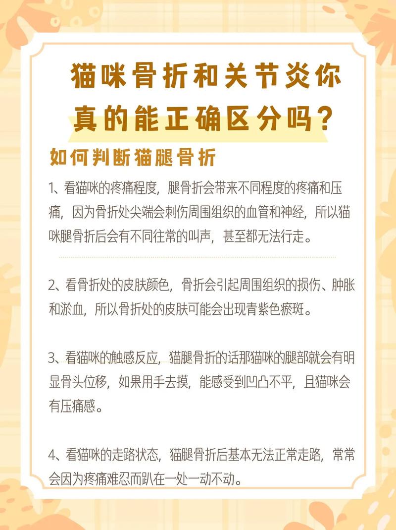 貓咪平骨折，如何安全有效地進(jìn)行康復(fù)護(hù)理