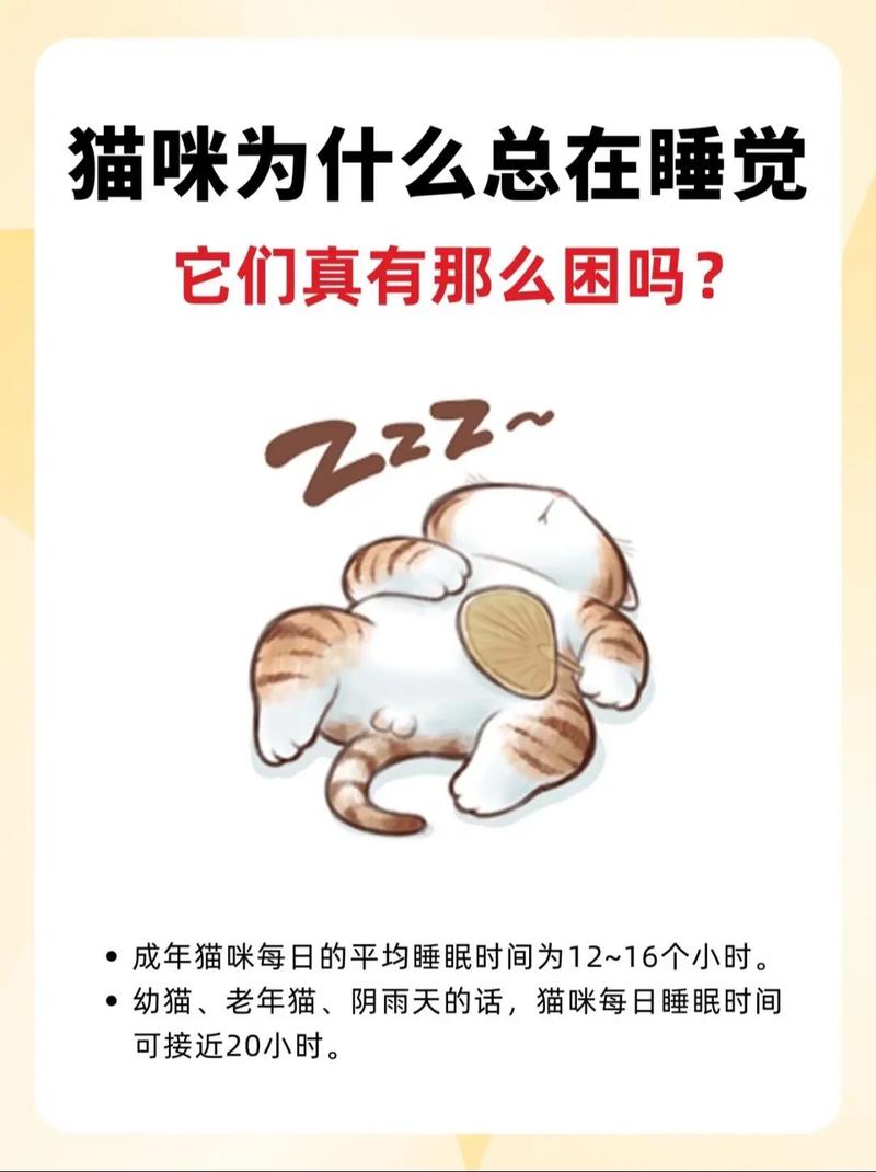 幼年貓咪的深度睡眠，為何它們總是看起來這么無憂無慮？