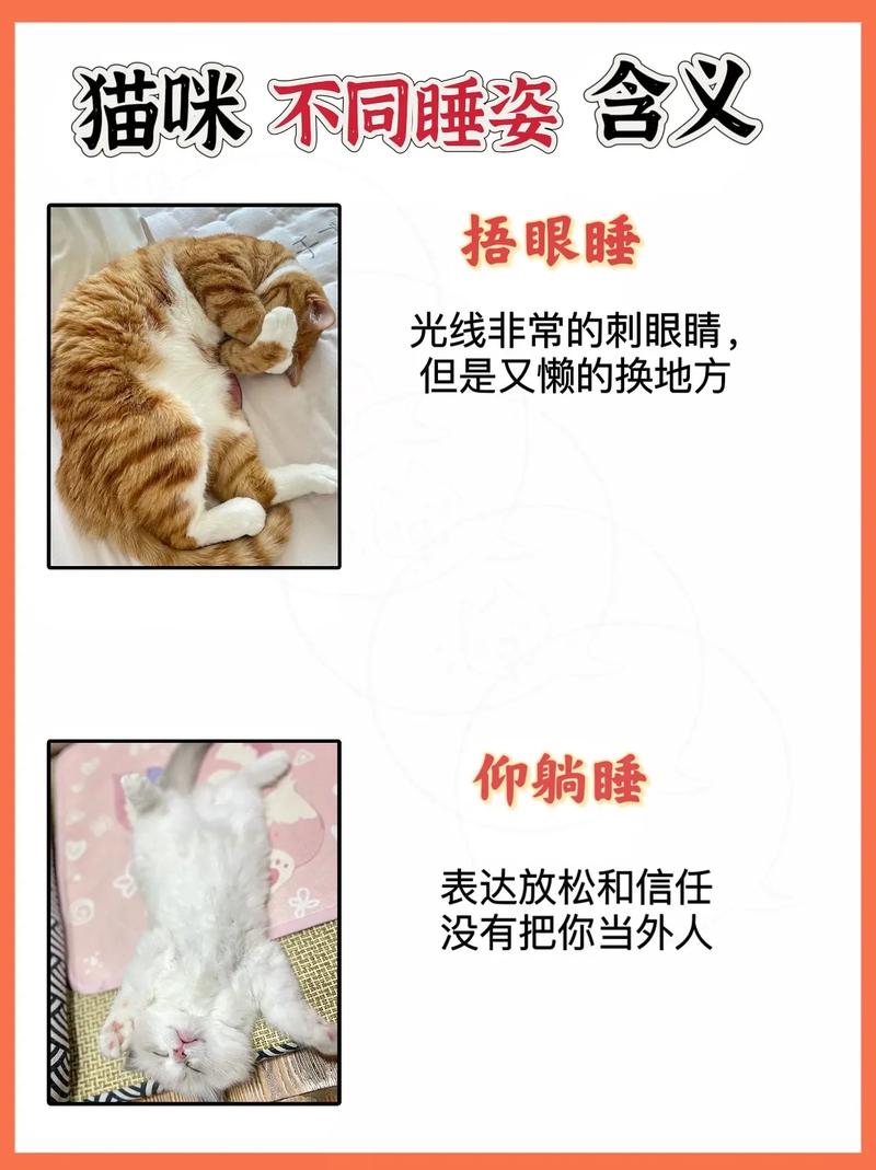 貓咪的睡眠奧秘，一天之中它們究竟在何時(shí)最活躍？