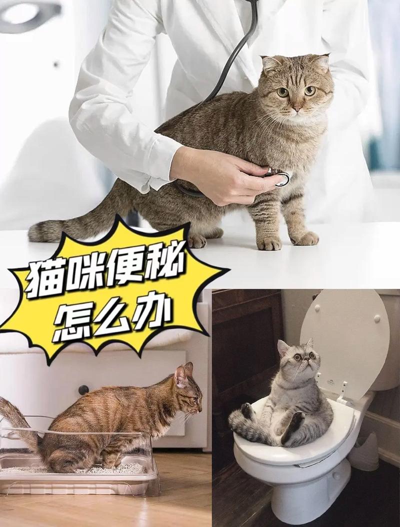 揭秘貓咪灌腸背后的隱秘費用