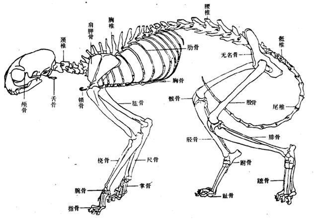 探索貓咪的骨骼奧秘，揭秘它們骨頭的分布與結(jié)構(gòu)