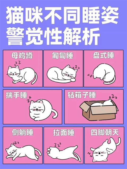 貓咪吵著睡覺？揭秘貓兒的睡眠奧秘