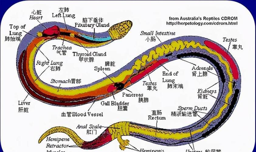 揭秘貓咪發(fā)情期的特殊氣味