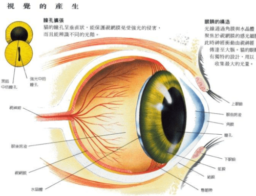 揭秘貓咪的眼睛——構(gòu)造與魅力