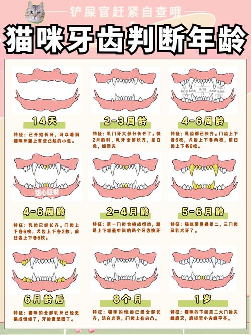 揭秘貓咪牙齦健康的小秘密