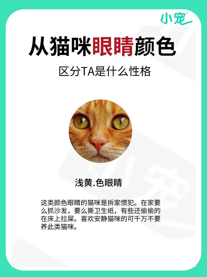 揭秘貓咪明亮瞳眸的秘密——解析正常貓咪眼球