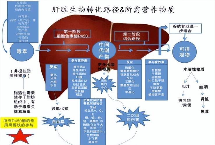 貓咪肝臟與膽囊健康，如何呵護您的毛孩子