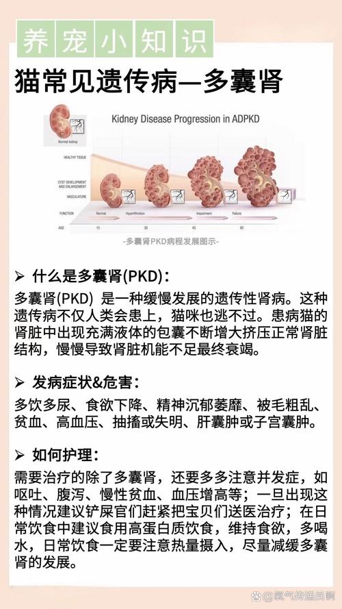 貓咪腎炎引發(fā)的嘔吐癥狀，了解和應對