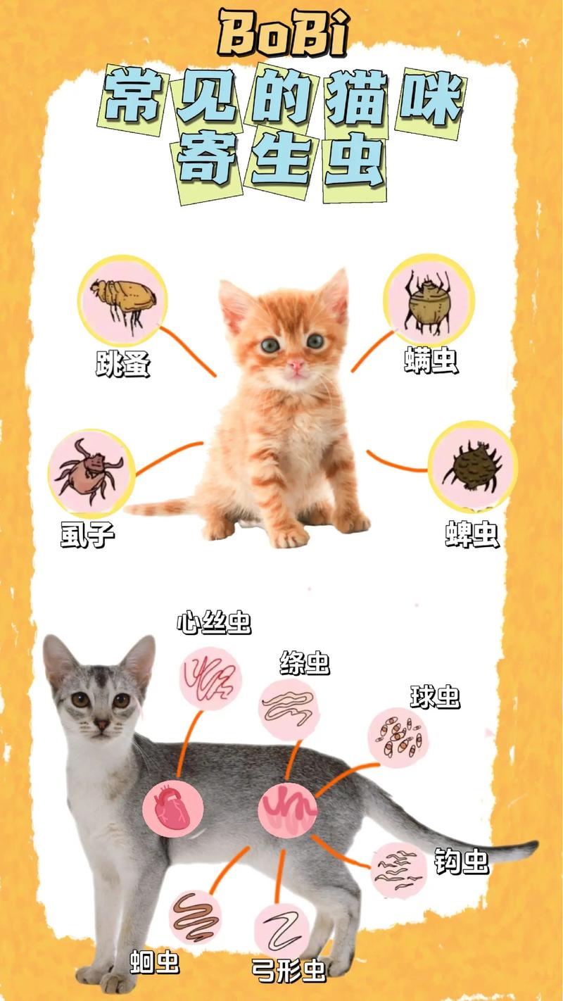 新生貓咪的驅(qū)蟲之旅，全面保護毛孩子健康成長