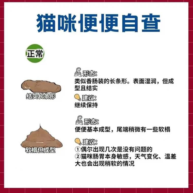 貓咪的大便生活，探究貓如何管理它們的大便問題