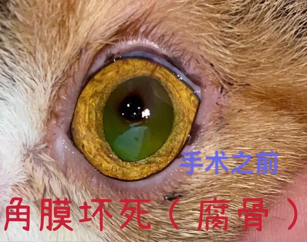 揭秘貓咪神秘的眼睛之花——貓咪角膜異常顯現(xiàn)的背后