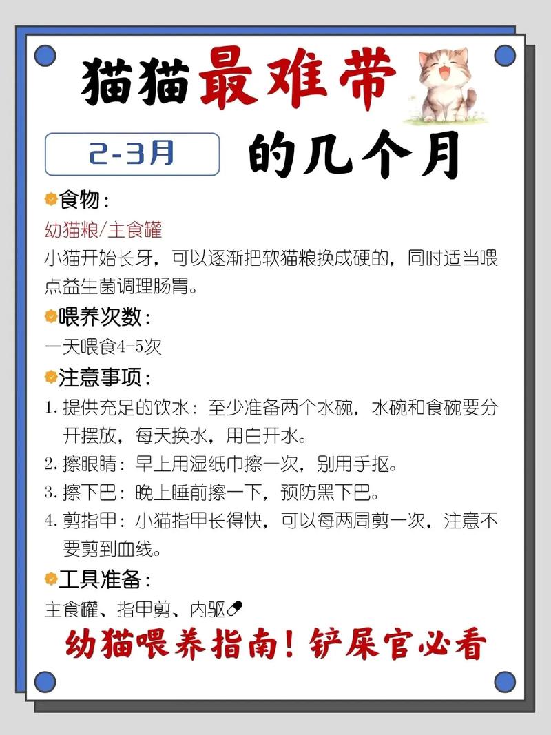 貓咪消瘦上火？專家教你科學調養(yǎng)