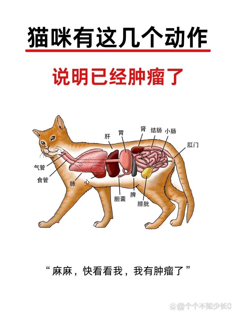 揭秘貓咪腫瘤流膿的真相與預(yù)防之道