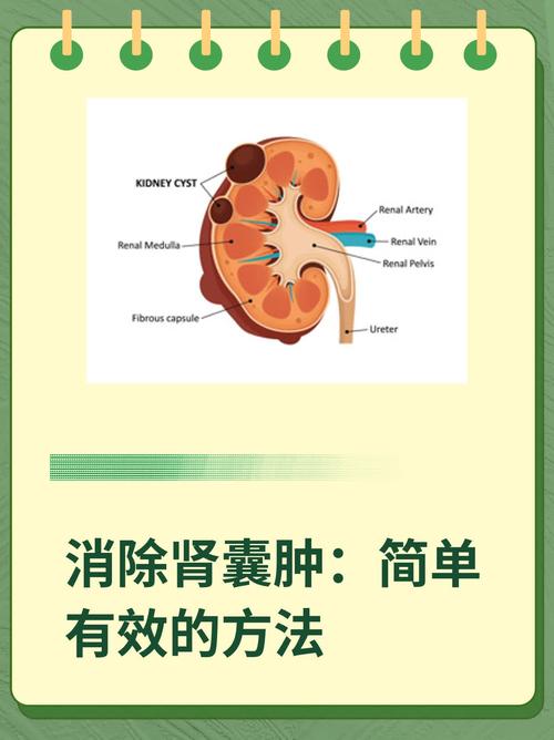 貓咪腎部囊腫，了解、診斷與治療