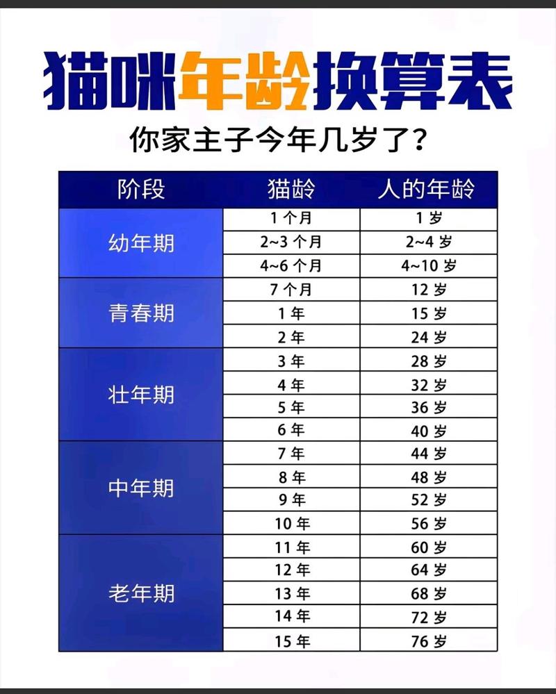 揭秘貓咪年齡的秘密，為什么它們看起來總是那么年輕