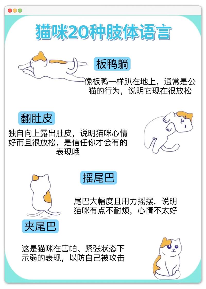 揭秘貓咪的神奇食量小秘籍