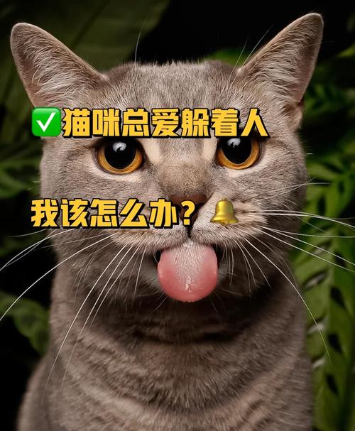 貓咪的言不由衷——為什么我們不該輕易剪掉它那根尾巴？