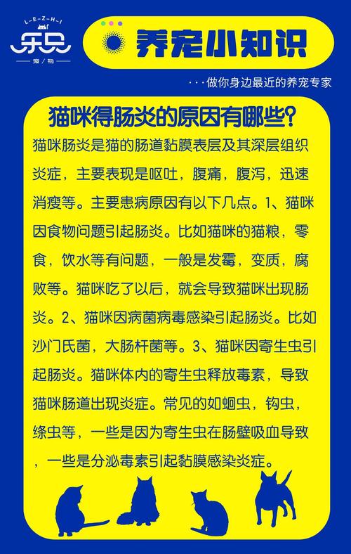 貓咪腸炎，了解癥狀、原因與治療