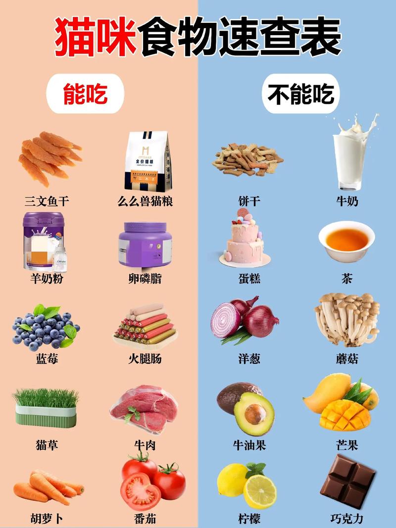 貓咪真的可以享用白粥嗎？——關(guān)于貓糧與人類食物的探討