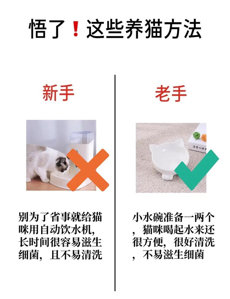 貓咪流涎？你可能忽略了這些常見癥狀