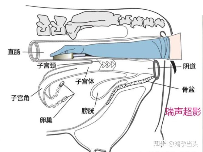 揭秘貓咪子宮，結(jié)構(gòu)與功能解析