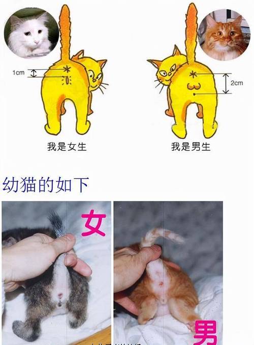 揭秘貓咪排卵的秘密，輕松刺激貓咪高效排卵