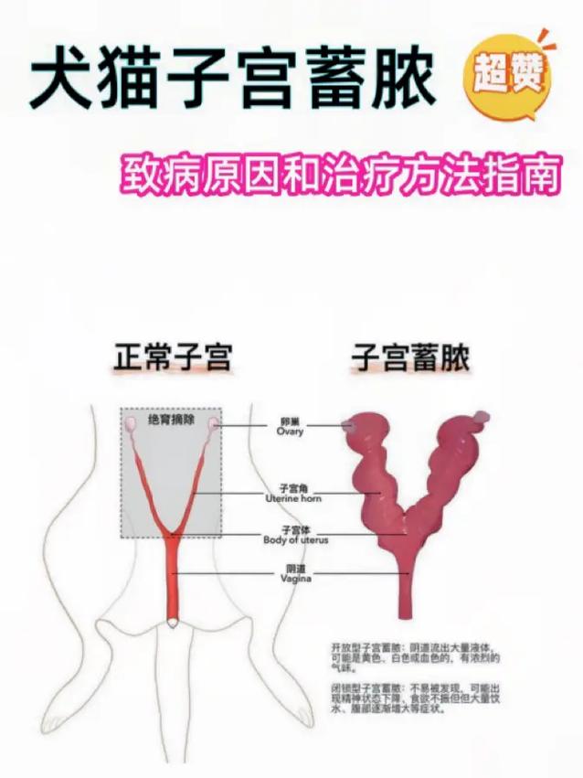 貓咪安全打針全解析，如何在家中為愛寵提供專業(yè)護(hù)理