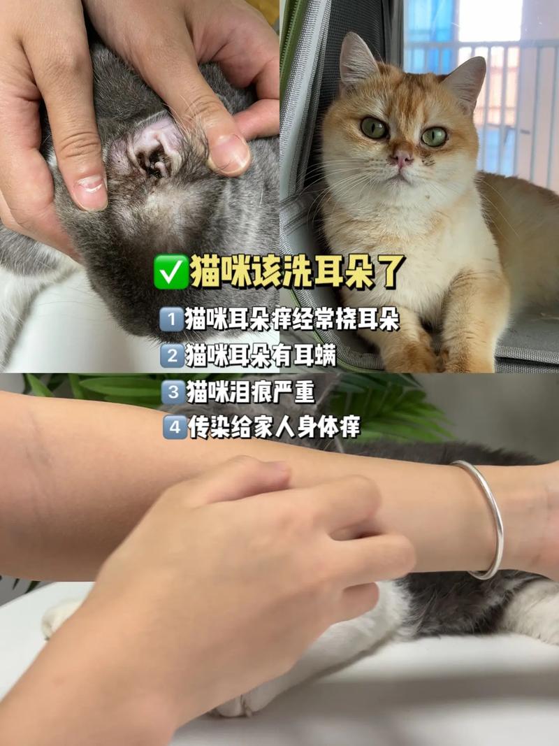 貓咪耳內(nèi)出血，警惕貓科動物的健康警鐘