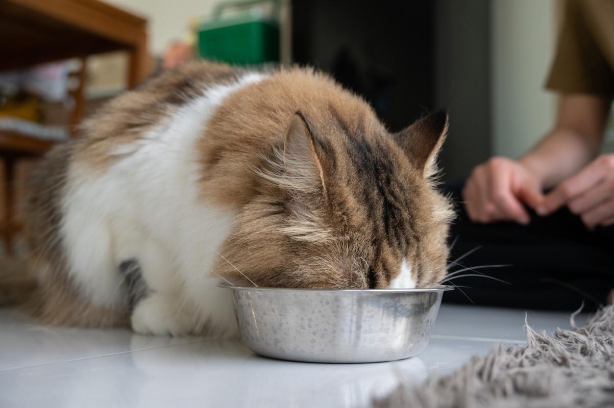 為何貓咪不吃生肉？揭秘貓科動物的飲食習(xí)慣