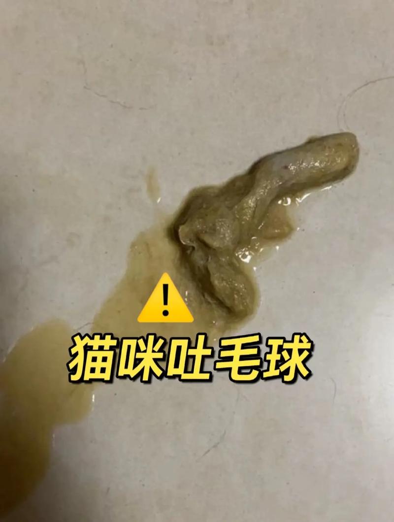 貓咪誤食后如何安全有效地催吐