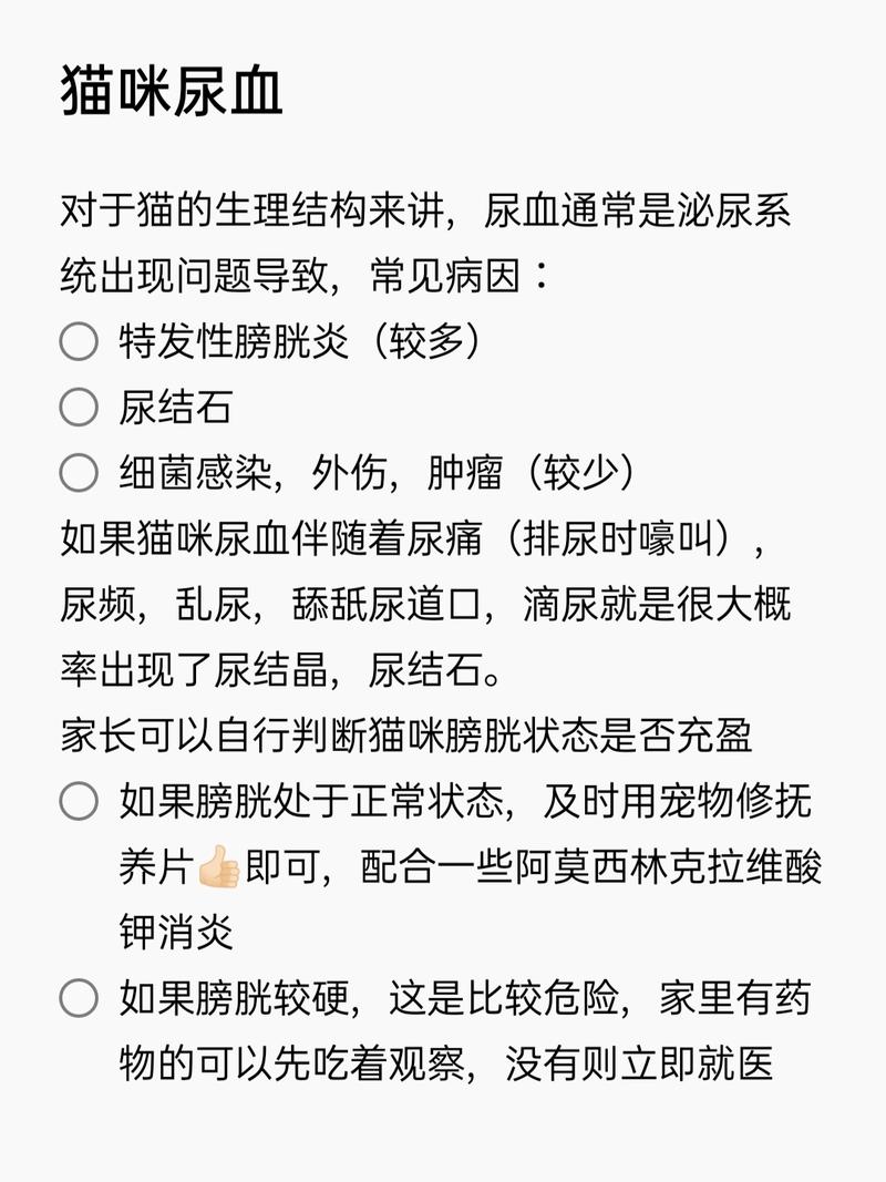 貓咪突然尿血？如何識(shí)別和處理貓的泌尿系統(tǒng)問題