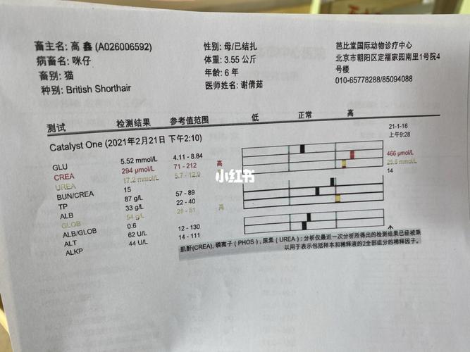 解讀貓咪健康指標——肌酐水平探析