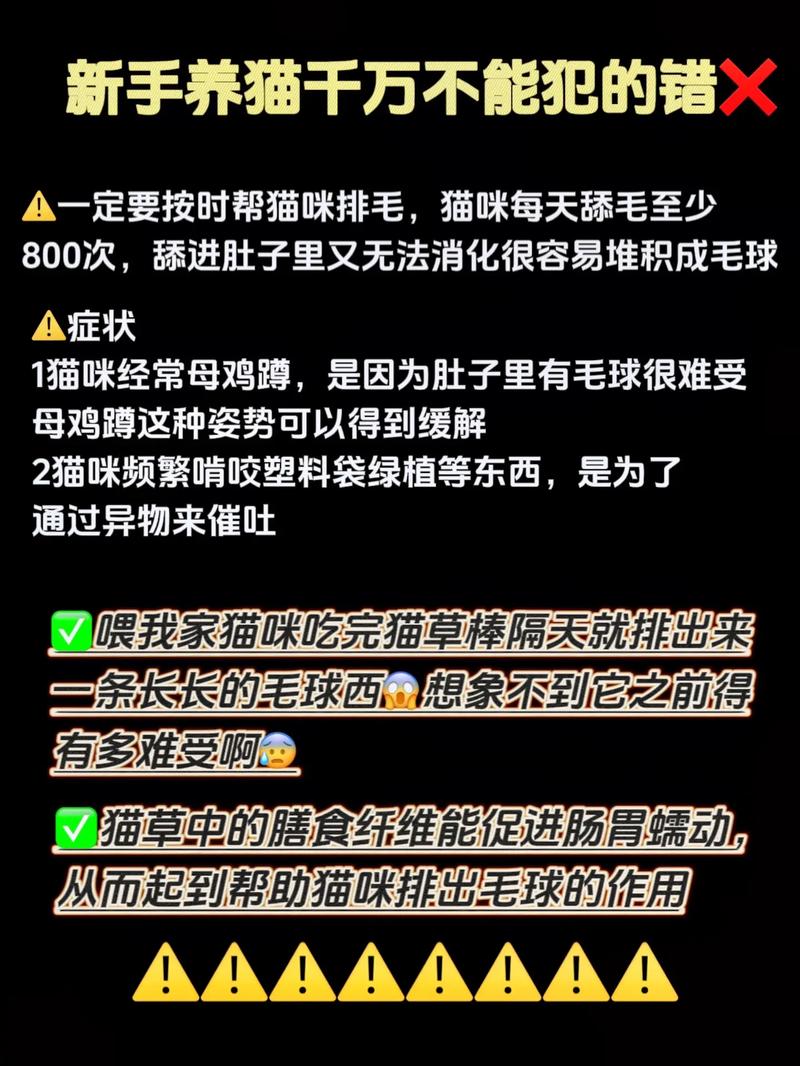 貓咪缺鈣無法站立，如何幫助毛孩子健康成長