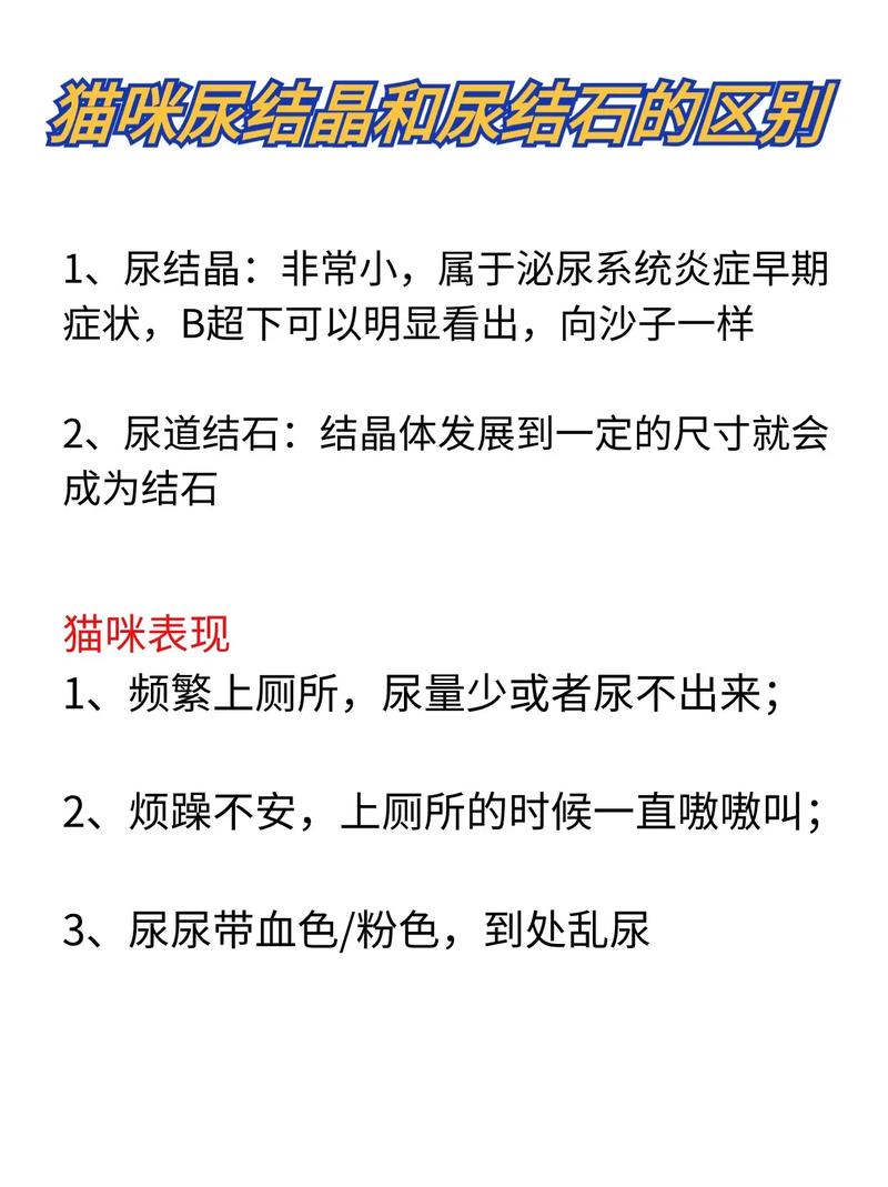 揭秘貓咪尿結石，種類解析與預防指南