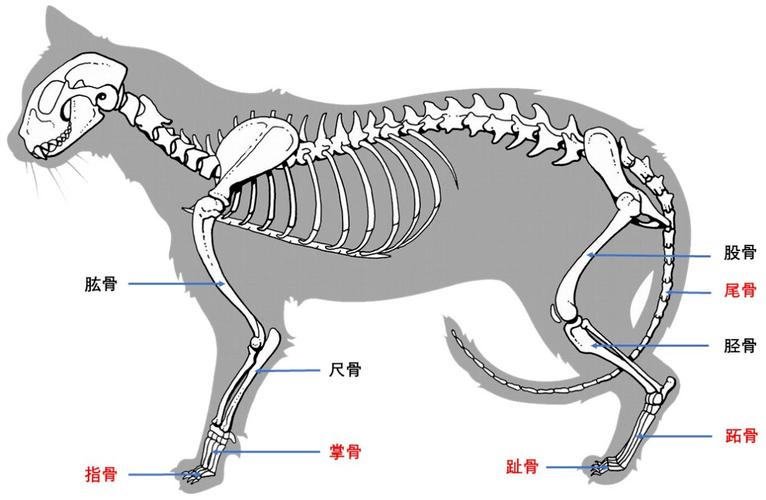 揭秘貓咪骨骼之美，解析貓咪骨架圖片