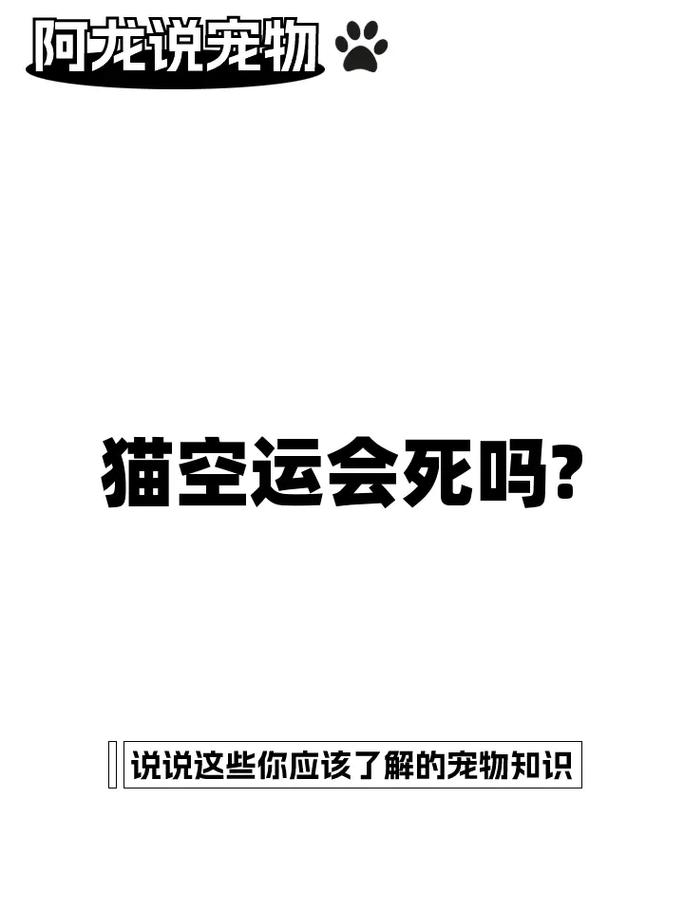 探索空中之旅，揭秘空運(yùn)貓咪的運(yùn)費(fèi)價(jià)格